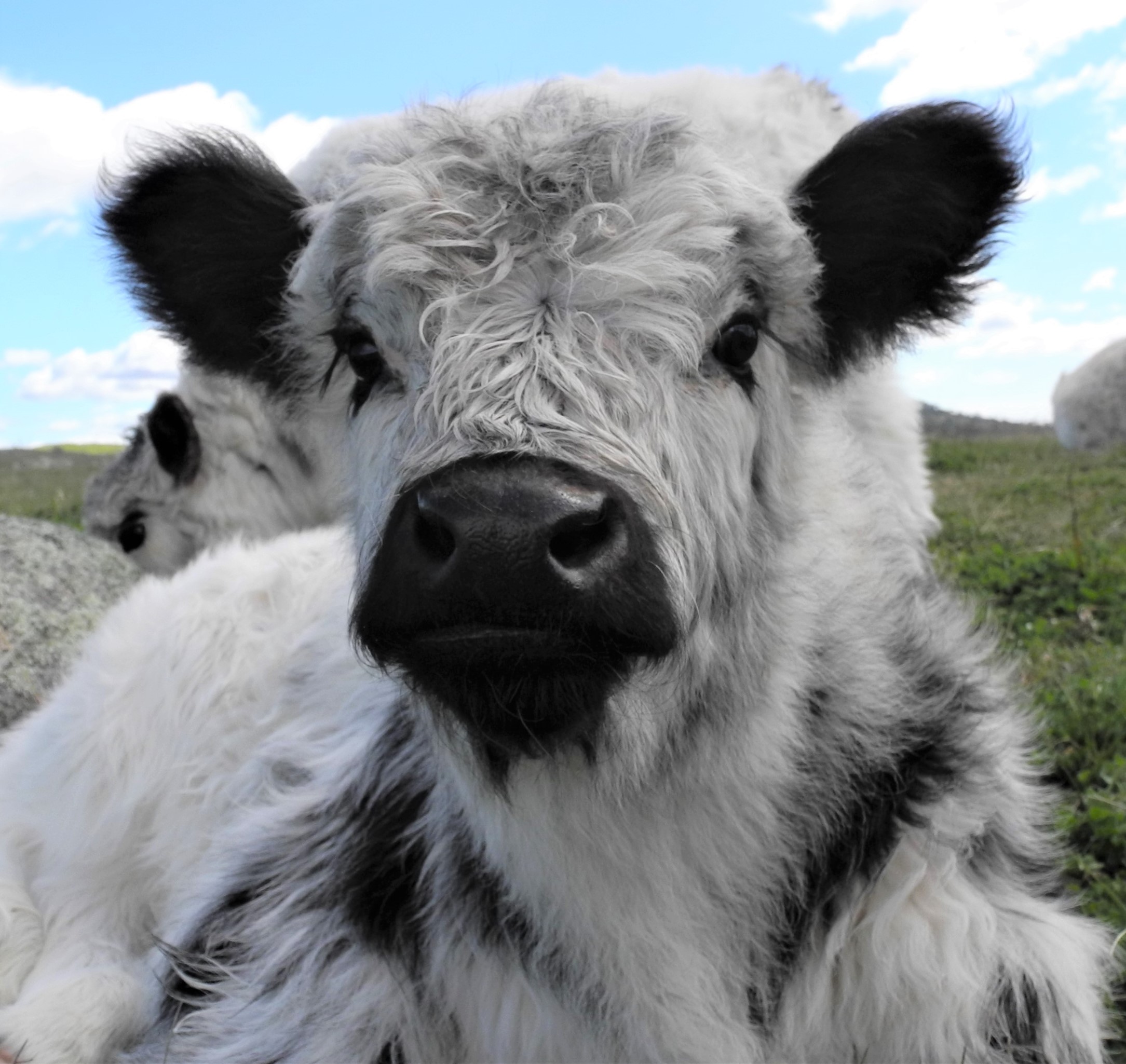 miniature highland cow