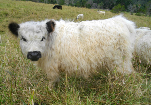 our cute calves - Miniature Cattle